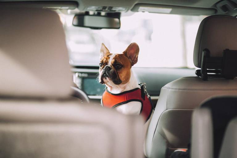  Anche se non esistono norme speciali per il trasporto di cani in auto, l'amico a quattro zampe deve essere assicurato in modo adeguato.