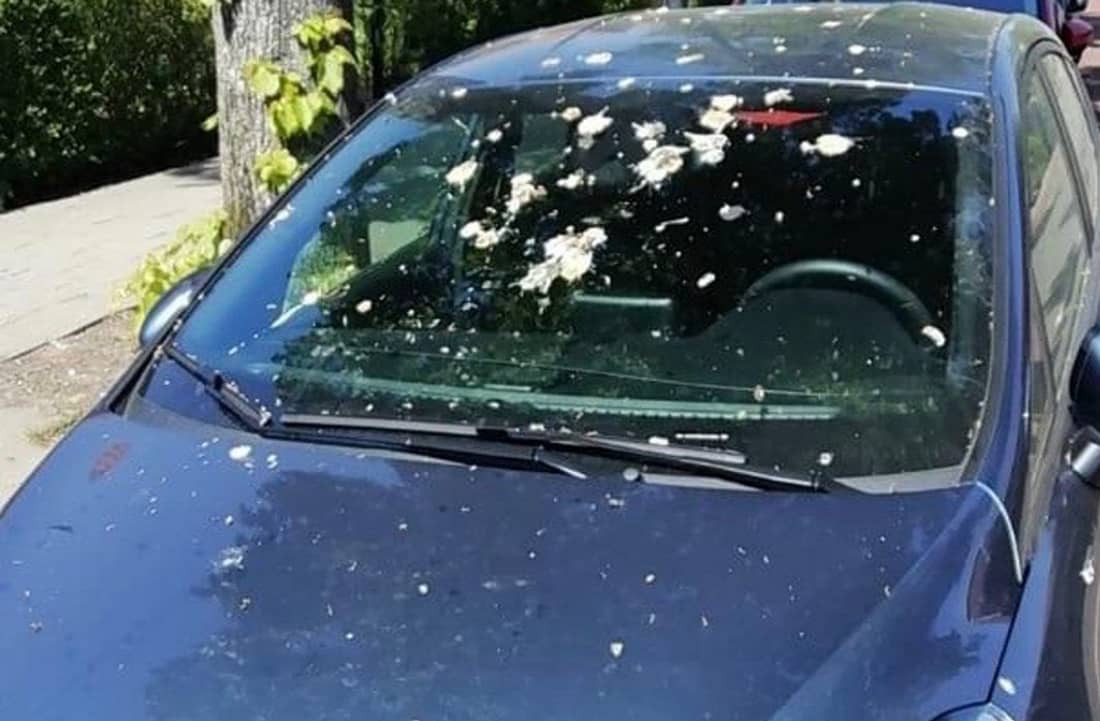 Deze vogelpoep is wél goed voor de lak van je auto